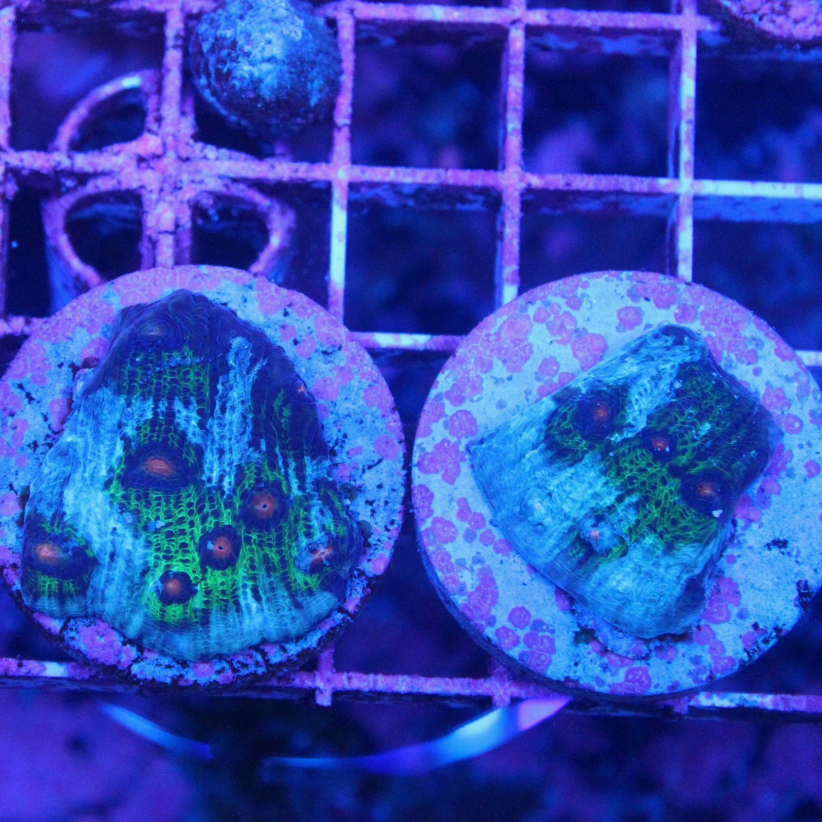 Avatar Chalice Frag - Image 1