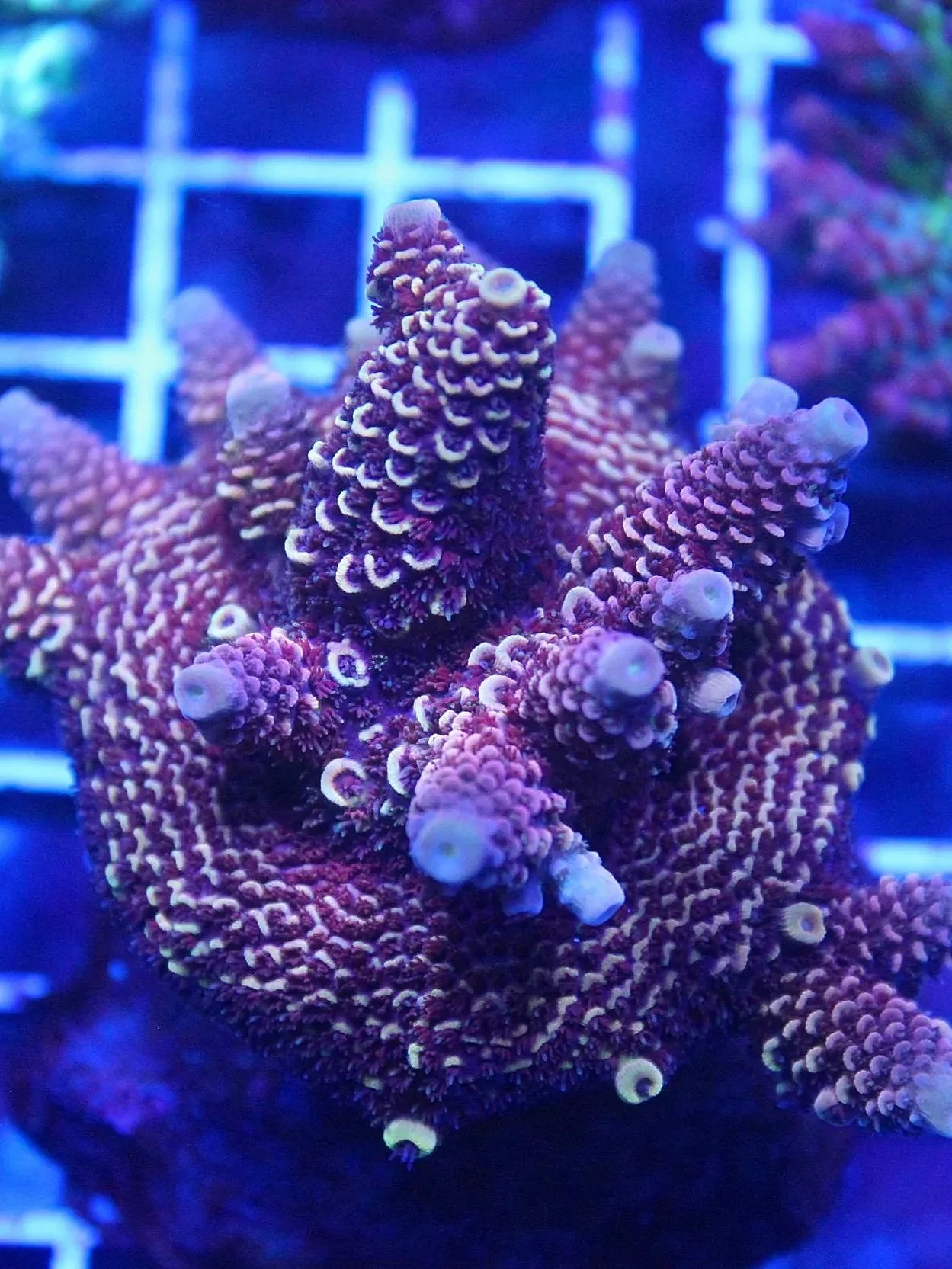 5A468D06-AC3C-43F5-9CBE-0E0A3E46C8B5.jpg
