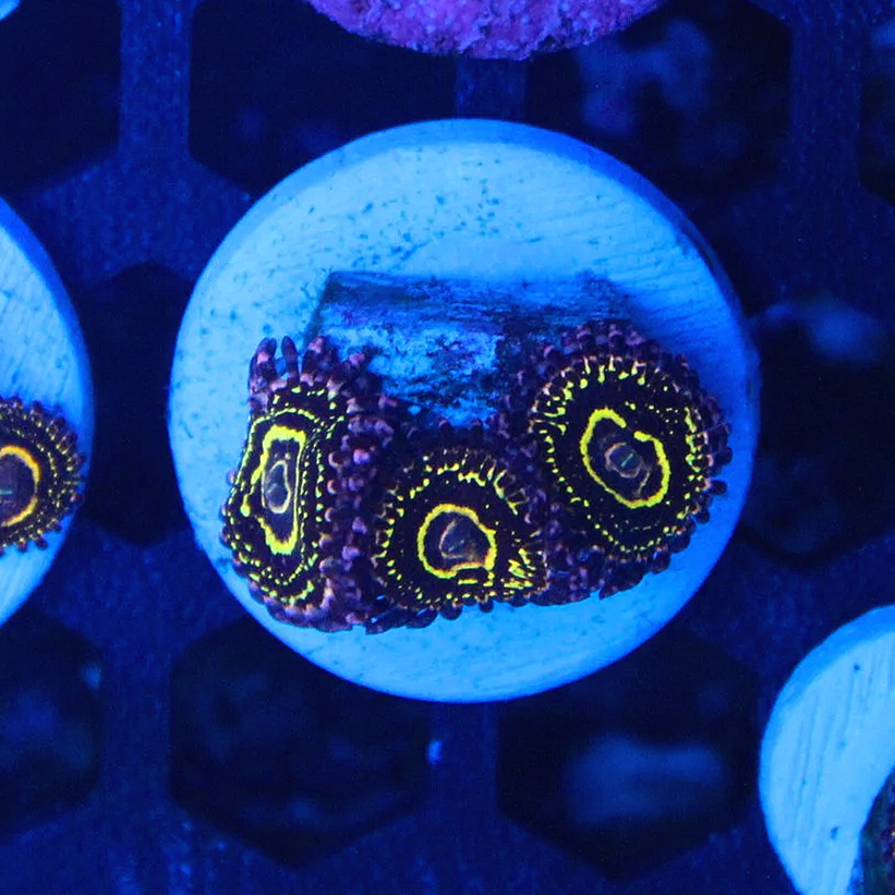 WYSIWYG Stratosphere Zoa Frag - 3 polyps w/Baby