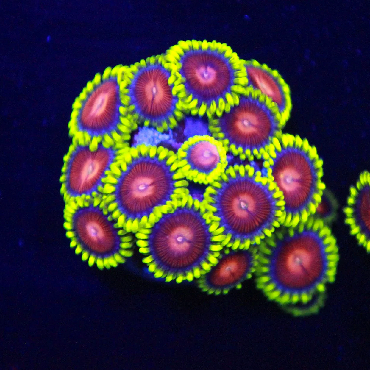 CC Spitfire Zoa 5+ Polyps