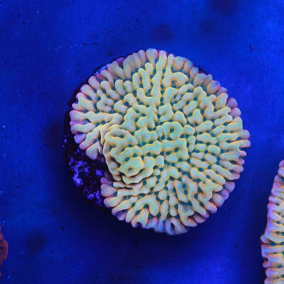 WYSIWYG JF Beach Bum Monti LARGE Frag