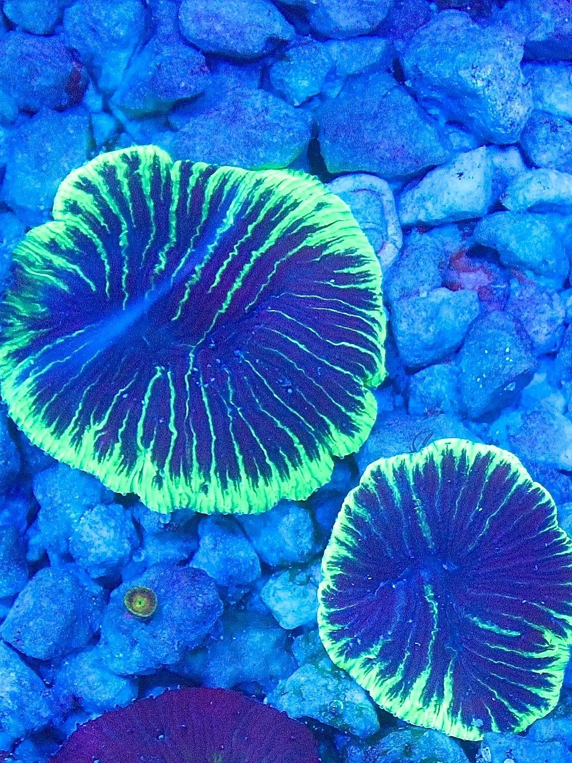 Coral Image