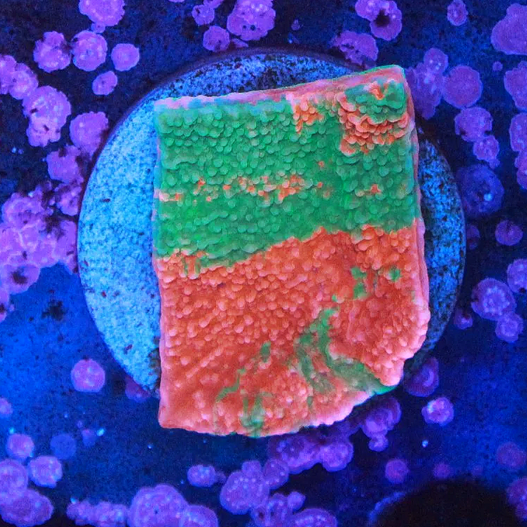 WYSIWYG Grafted Monti Cap Large Frag