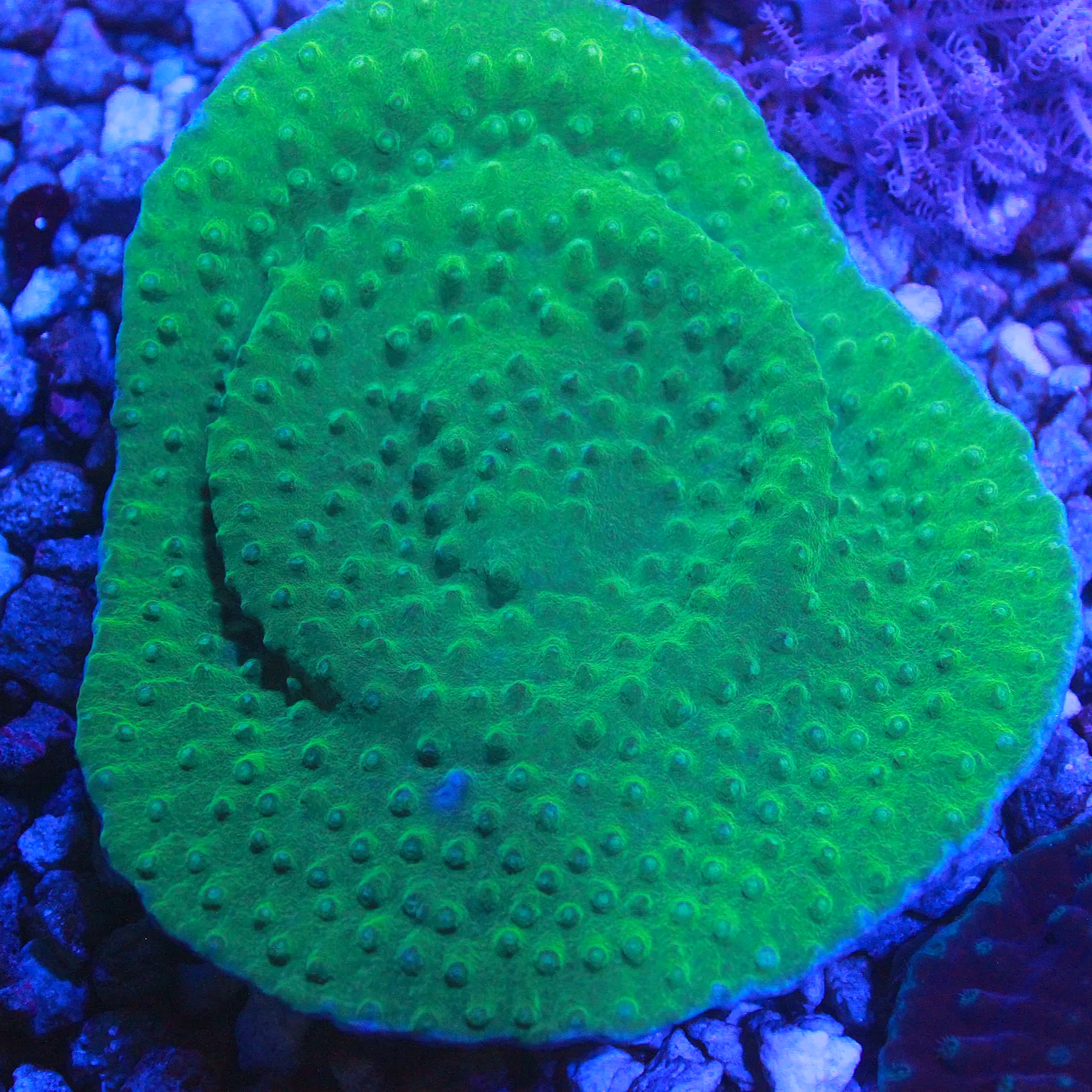 WYSIWYG Green Pagoda Cup CHUNK
