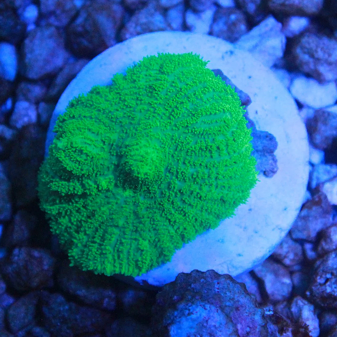 WYSIWYG Neon Green Rhodactis Mushroom