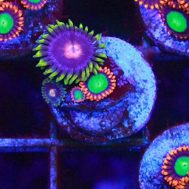 Pikachu Zoa 5+ Polyps
