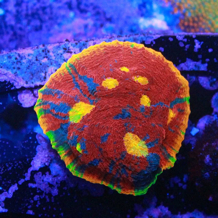 WYSIWYG SC Dynamite Rainbow Chalice CHUNK (Mostly Red) - Image 1
