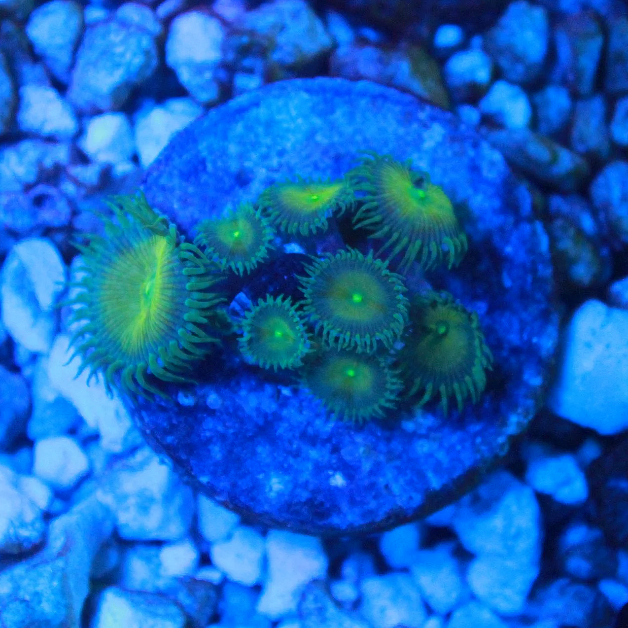 WYSIWYG Captain Jerk Zoa - 8 polyps