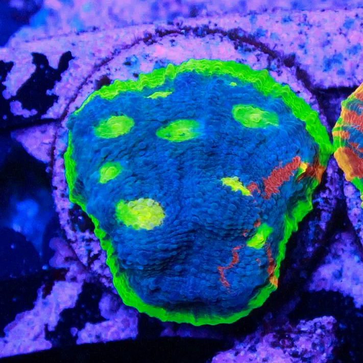 WYSIWYG SC Dynamite Rainbow Chalice CHUNK