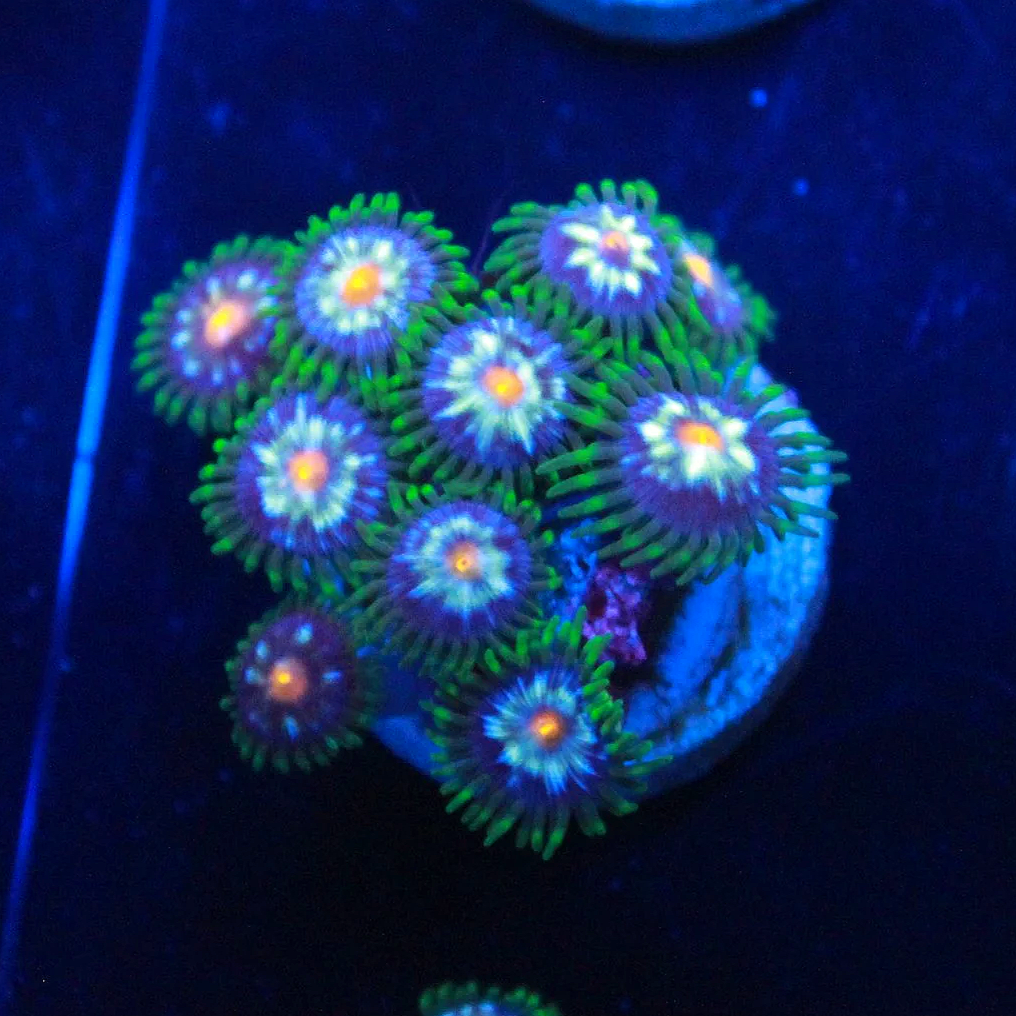 Stargazers Zoanthid 5+ Polyps