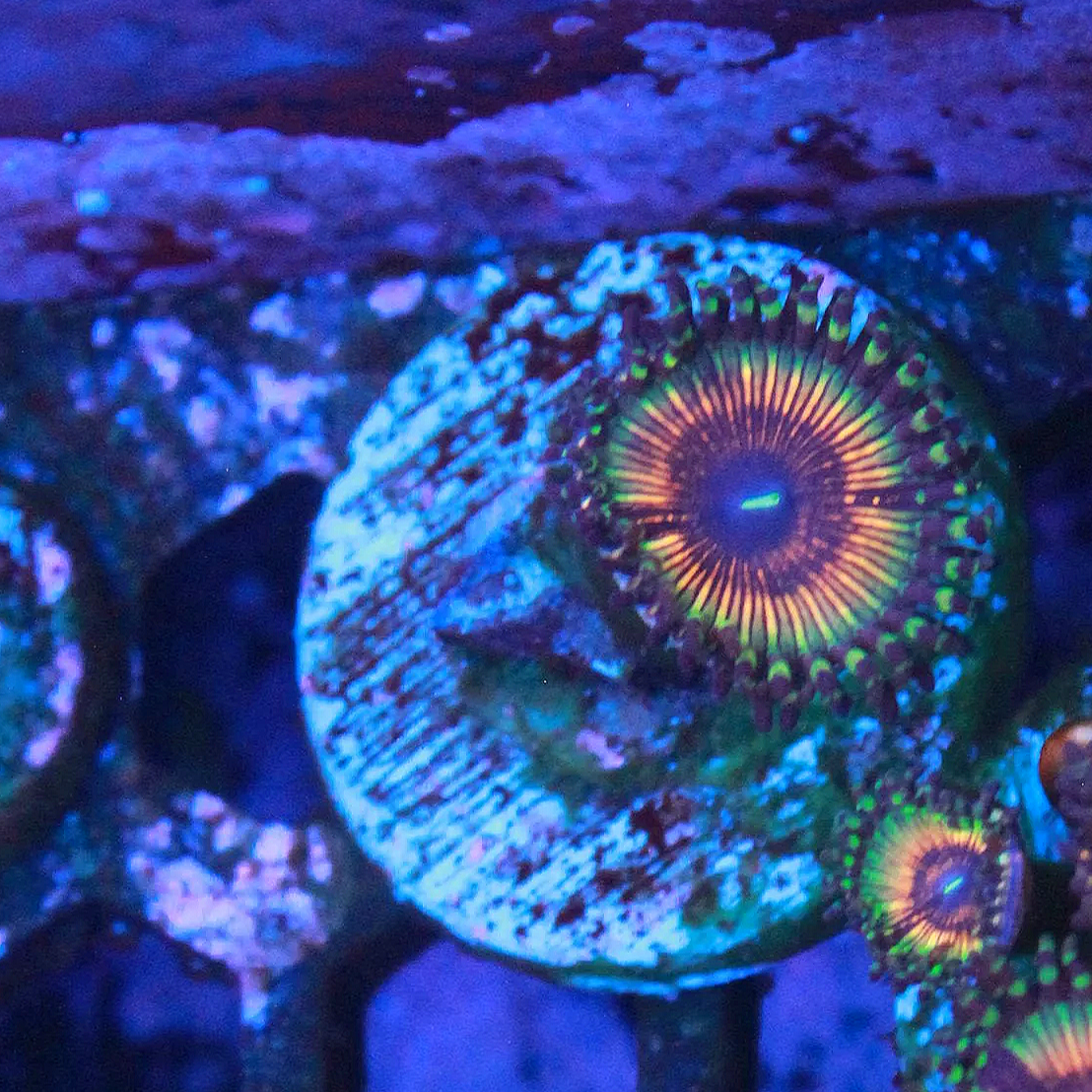 WYSIWYG Sonic Flare Zoa - 1 Polyp