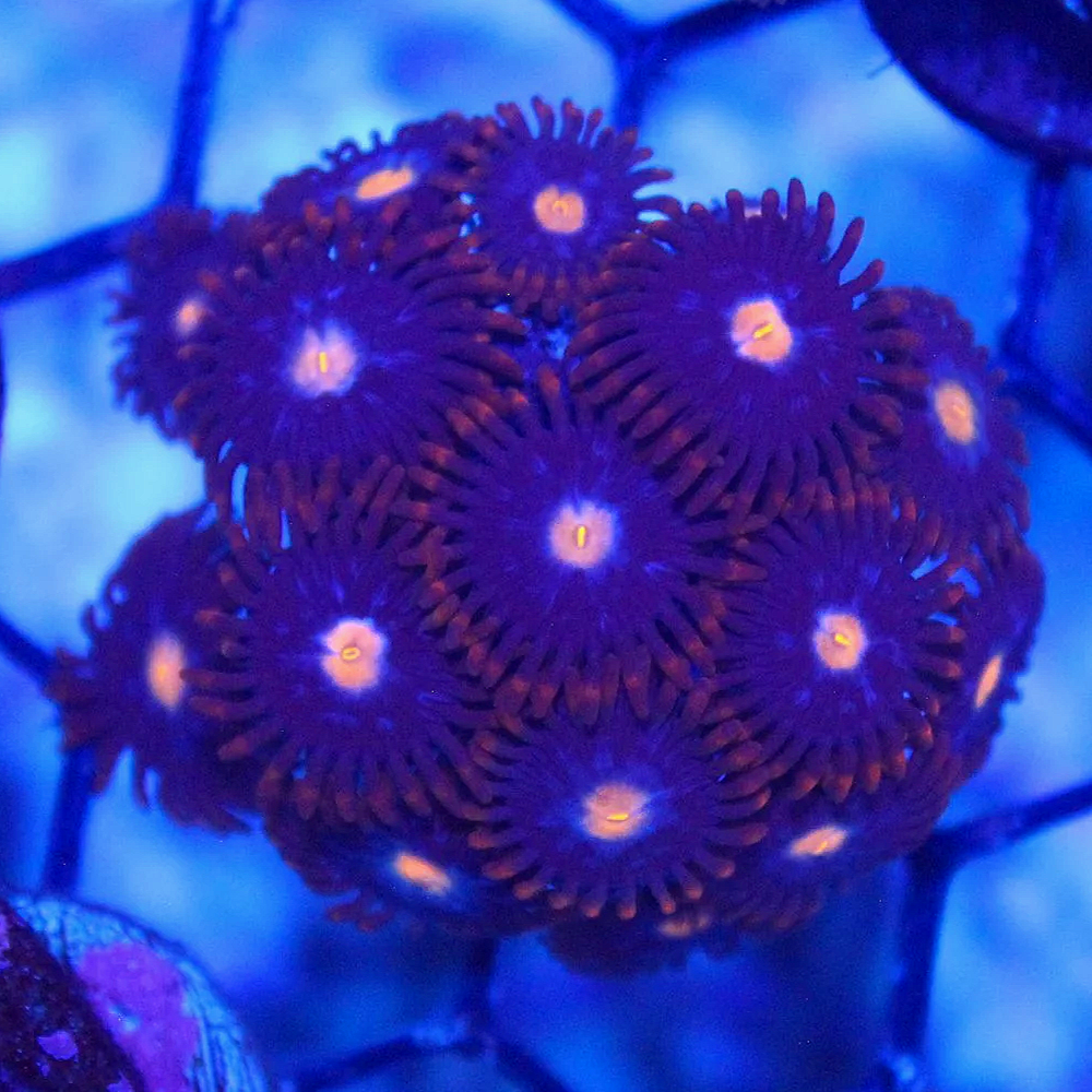 WYSIWYG Fire and Ice Zoa Frag - 15+ Polyps