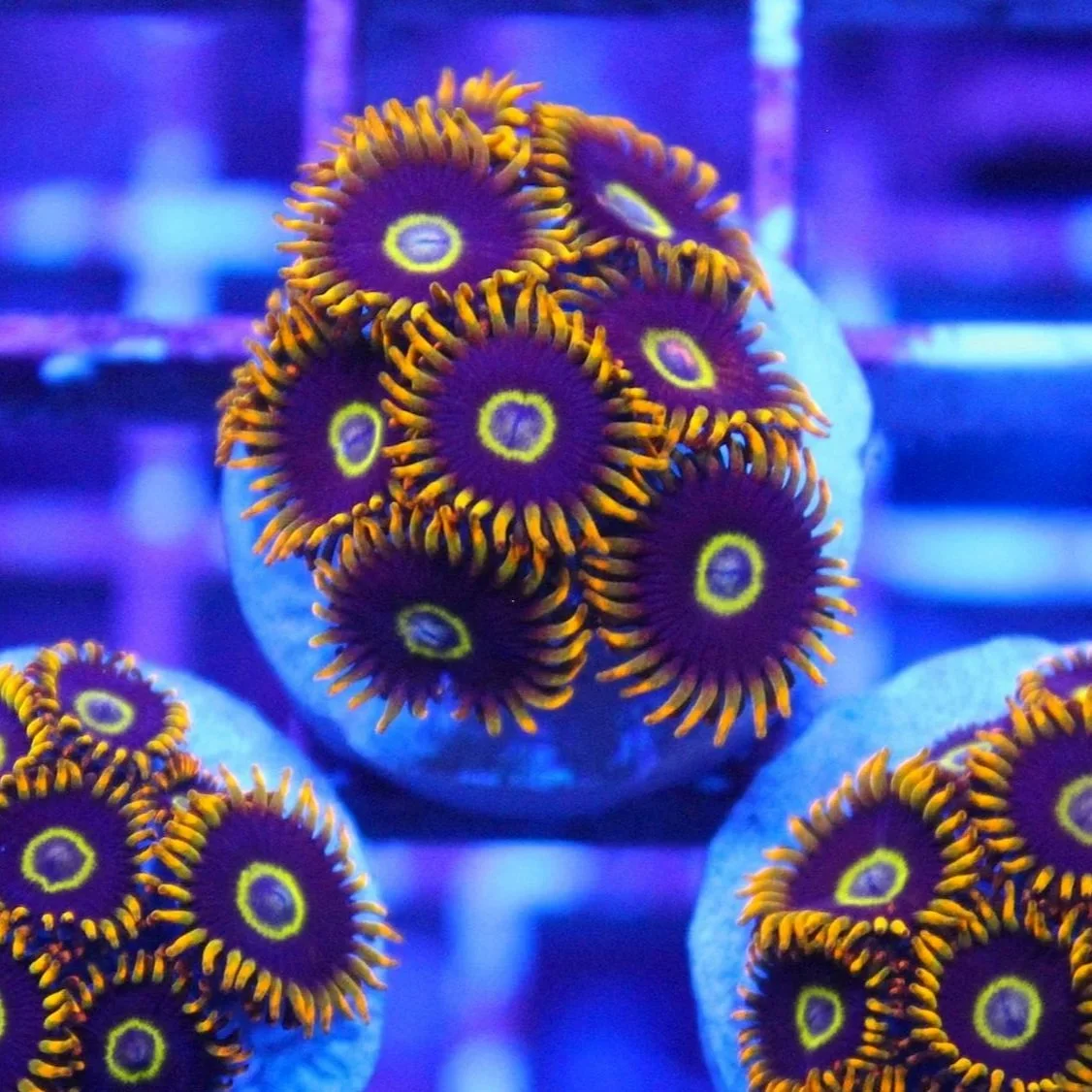 Rainbow Hornet Zoa 5+ Polyps