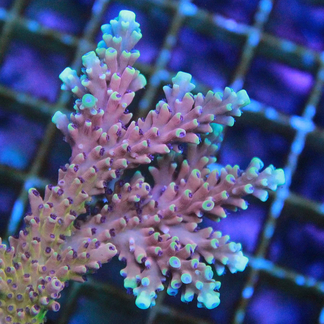 RRC Pink Cadillac Acropora