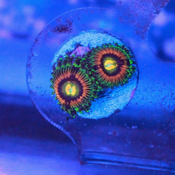 WYSIWYG Rainbow Incinerator Zoanthid - 2 polyp - Image 1