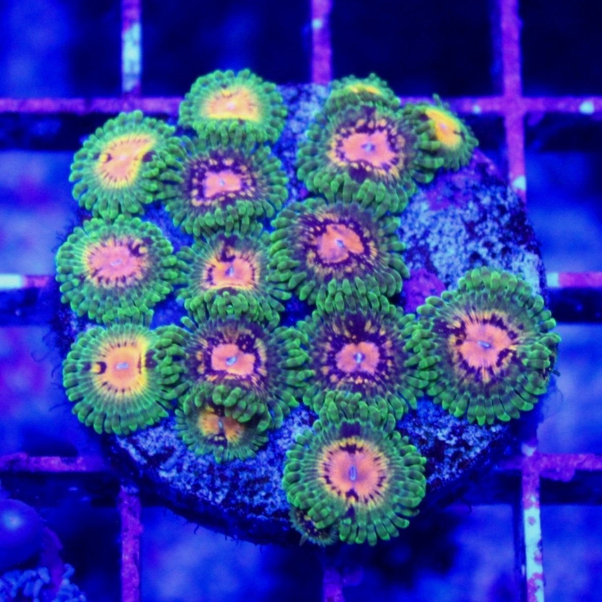 Marvin The Martian Zoa 1-2 Polyps