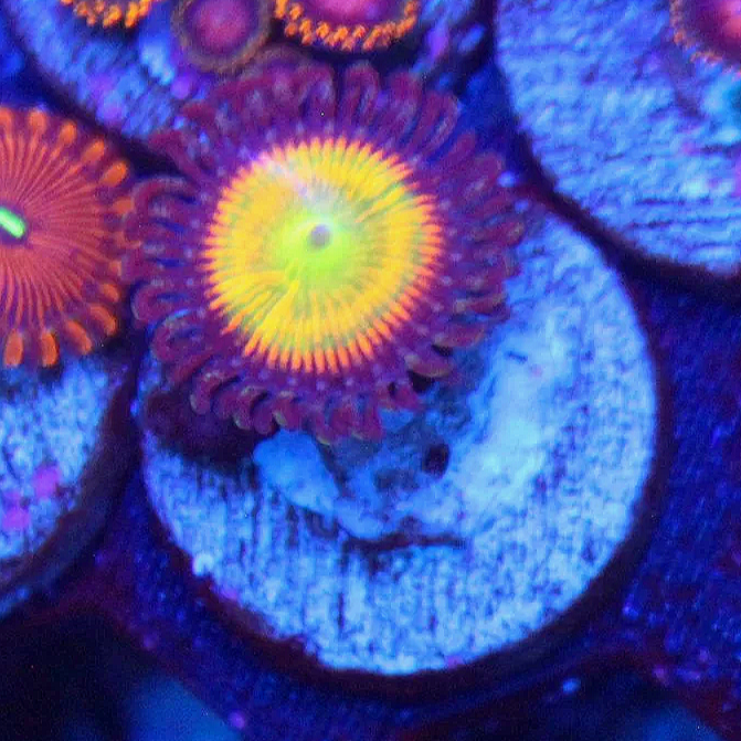 WYSIWYG Sunny D Zoa - 1 polyp