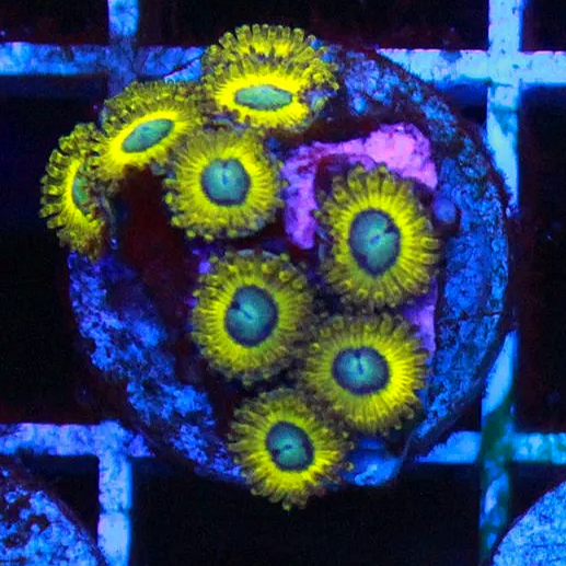Pikachu Zoa 5+ Polyps