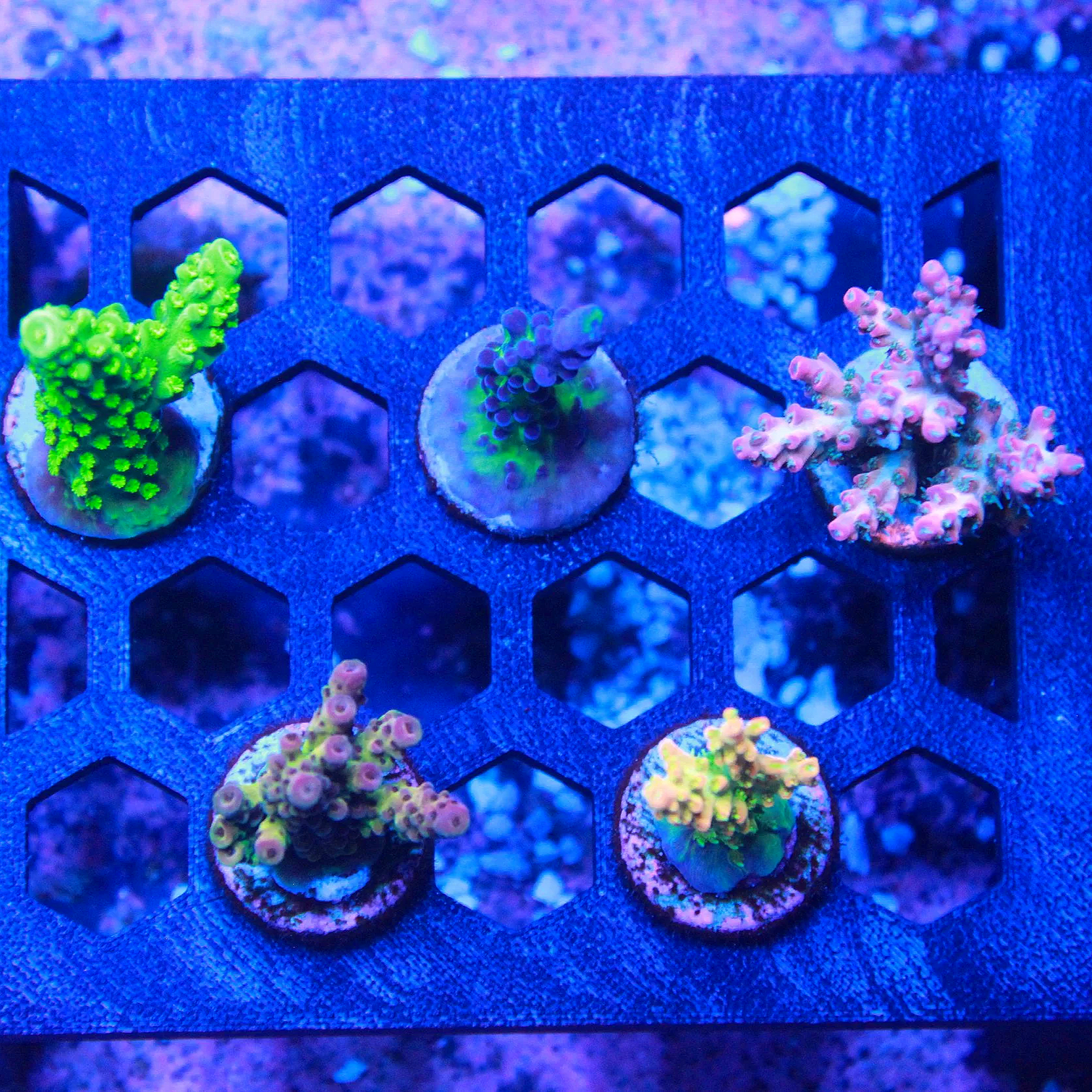WYSIWYG Acro 5 Pack