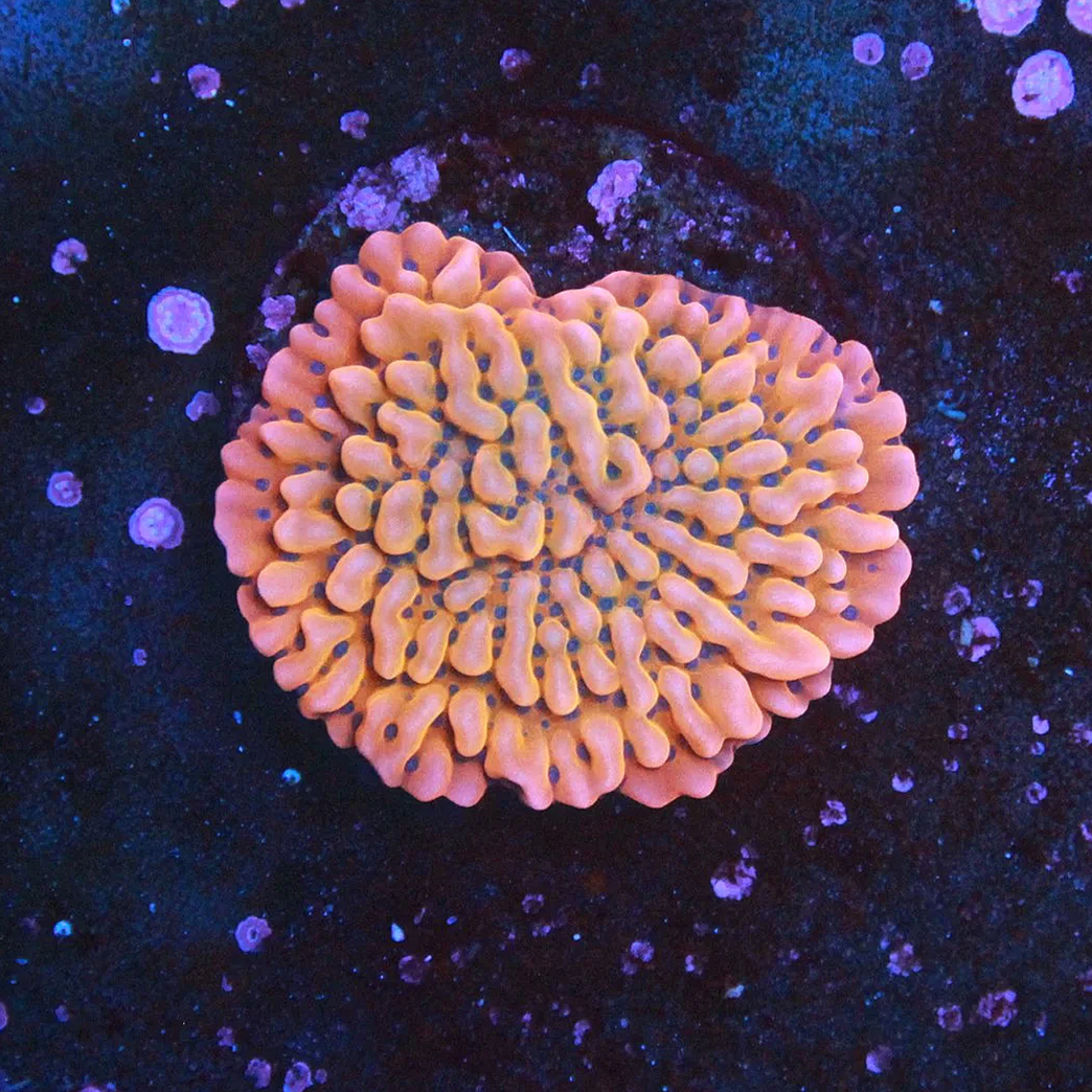 WYSIWYG JF Brain Freeze Monti LARGE Frag