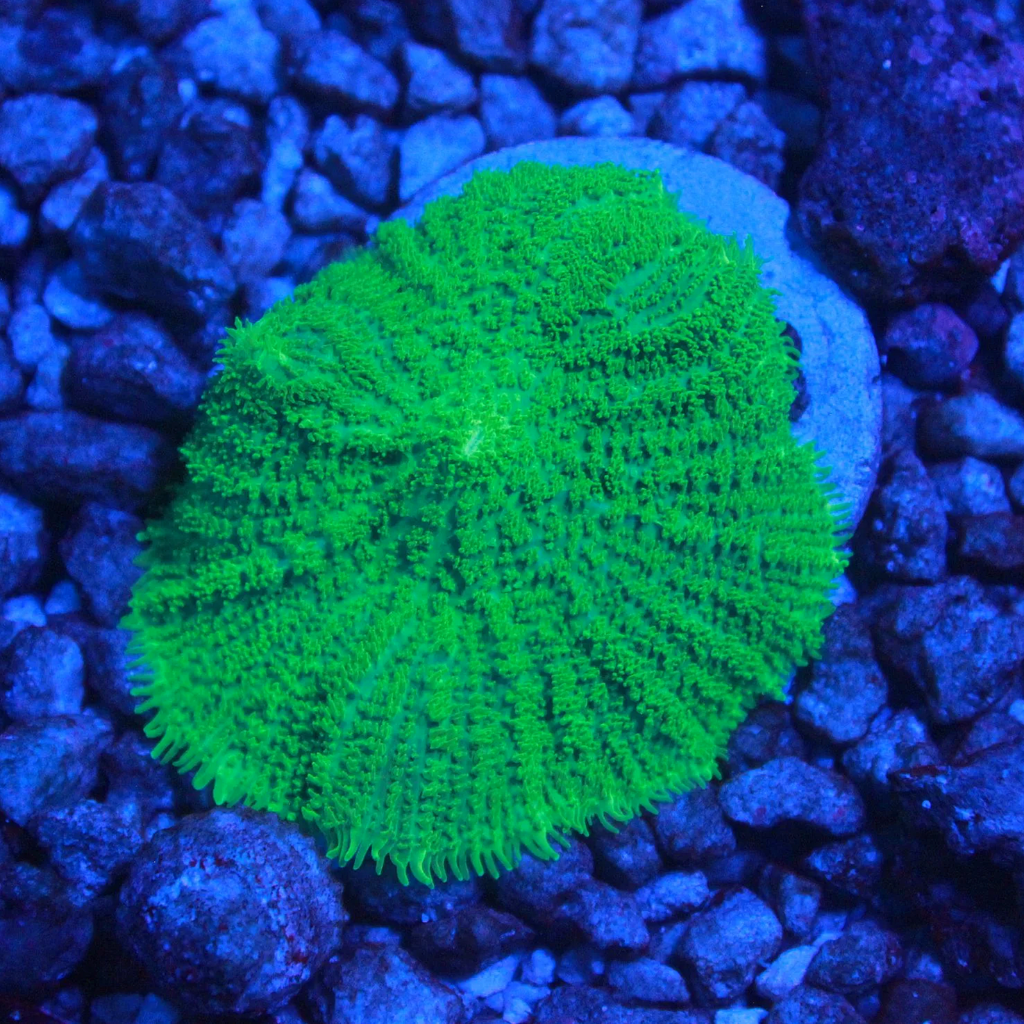 WYSIWYG Neon Green Rhodactis Mushroom