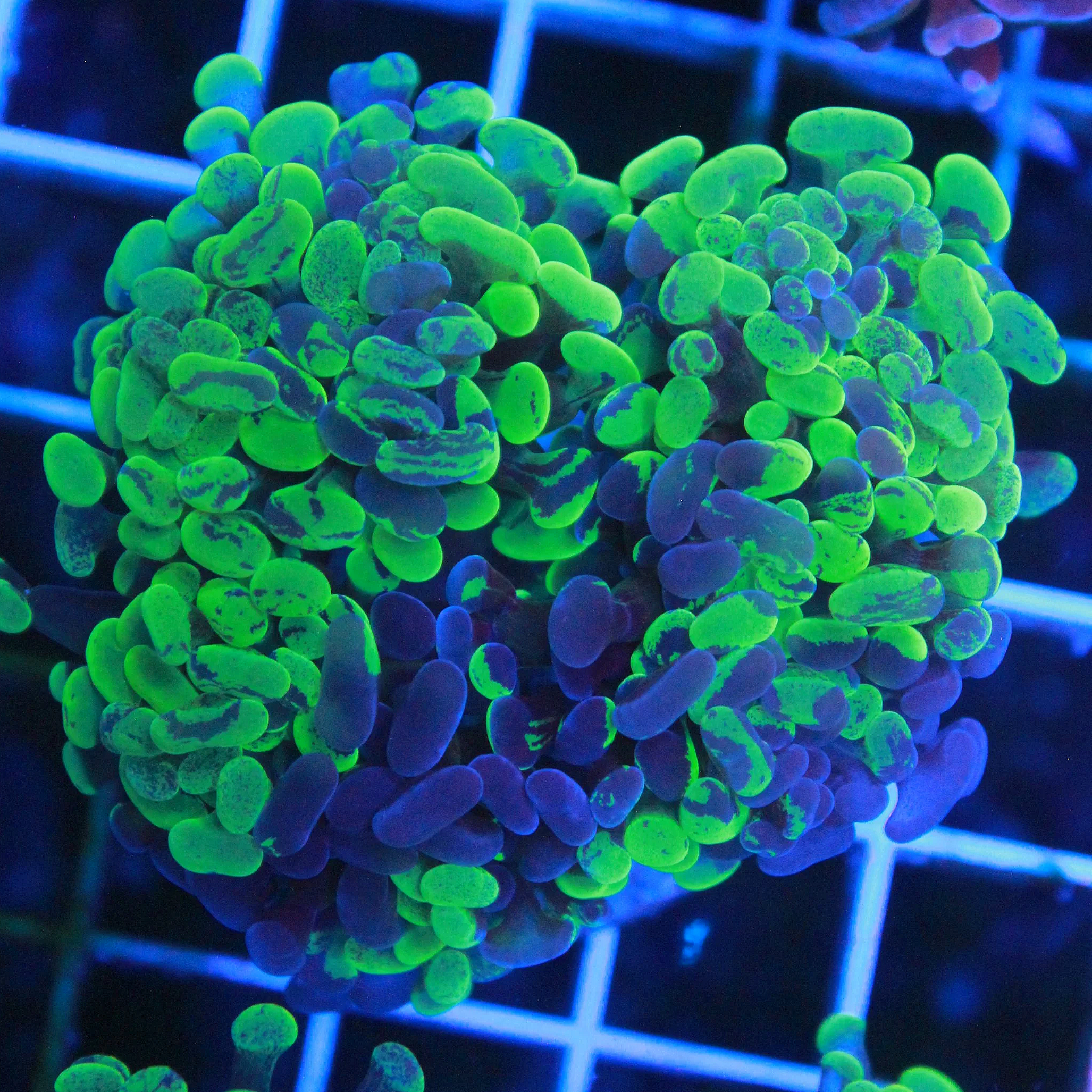 WYSIWYG Toxic Splash Neon Hammer - 3 Head