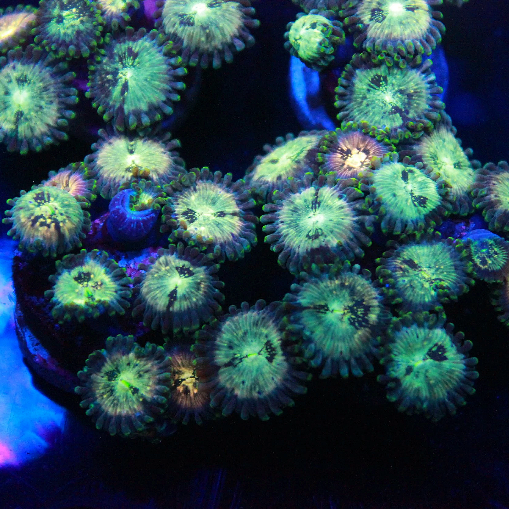 Hawaiian People Eater Zoa 5+ Polyps - Image 2