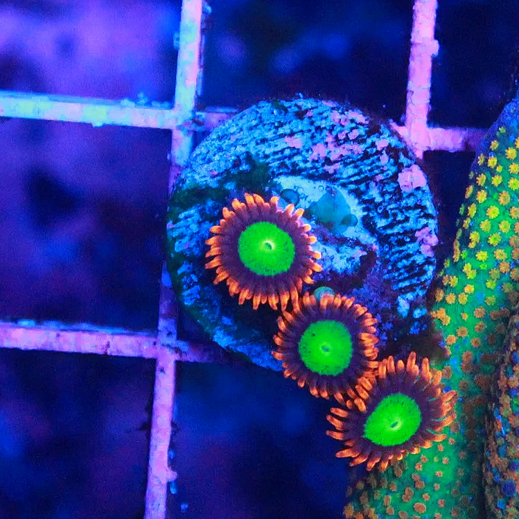 WYSIWYG Goblin on Fire Zoanthid - 3 polyp