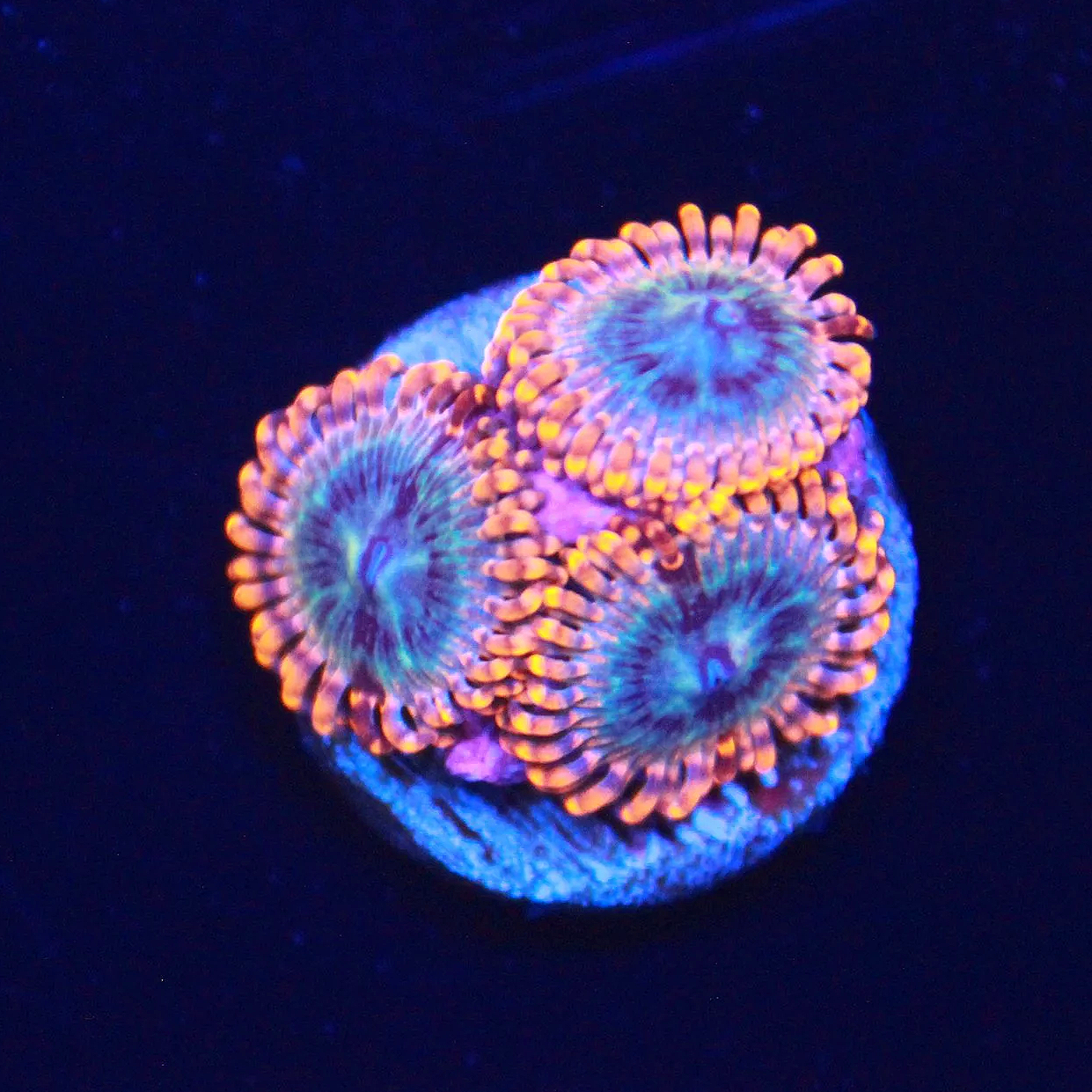 Volcanic War (Utter Peace) Zoa 2-3 Polyps