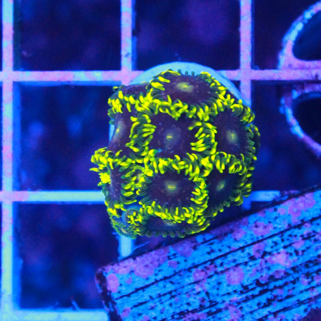 WYSIWYG Blue Steel Zoa - 10+ Polyps #1