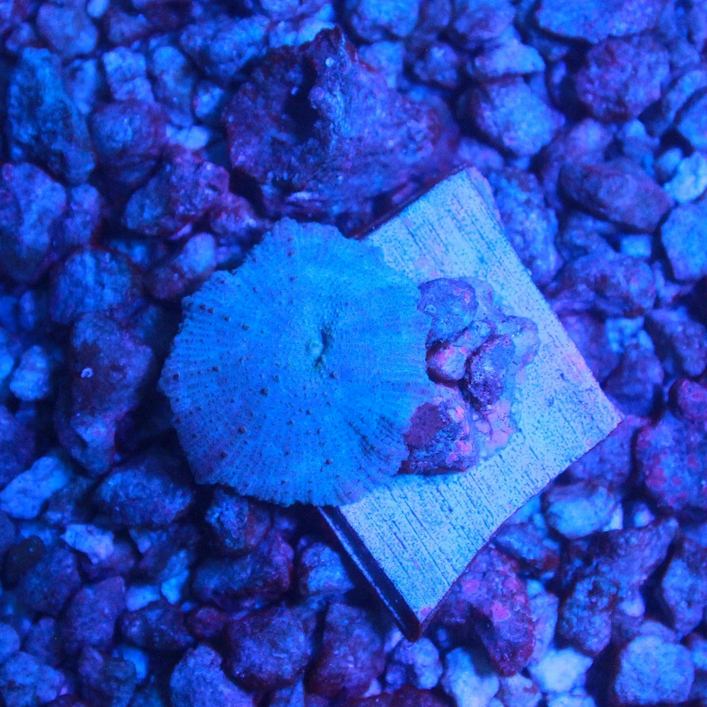 WYSIWYG True Blue Disco Mushroom