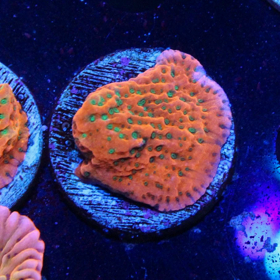WYSIWYG Tropic Thunder Monti Frag