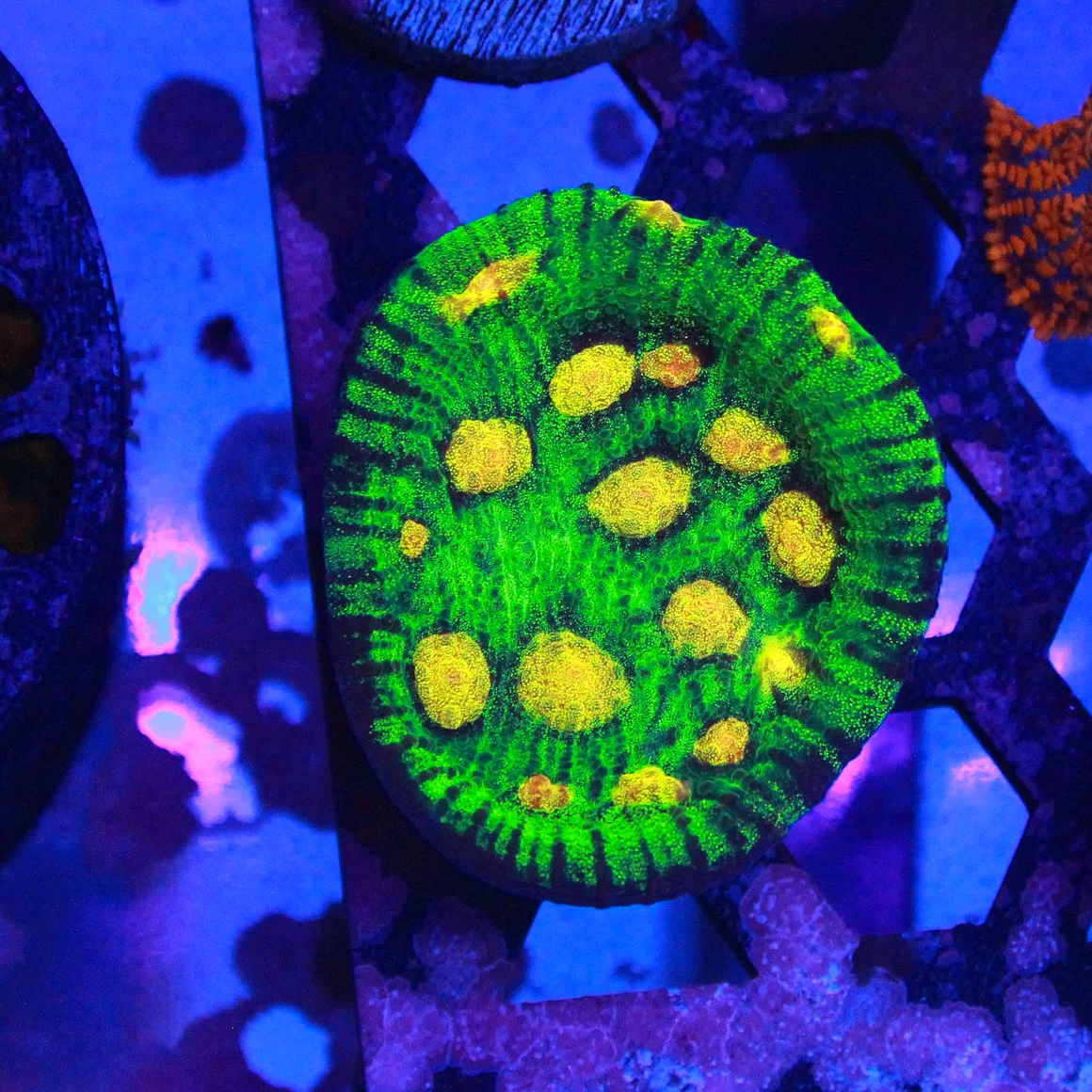 WYSIWYG JF Raja Rampage Chalice Frag