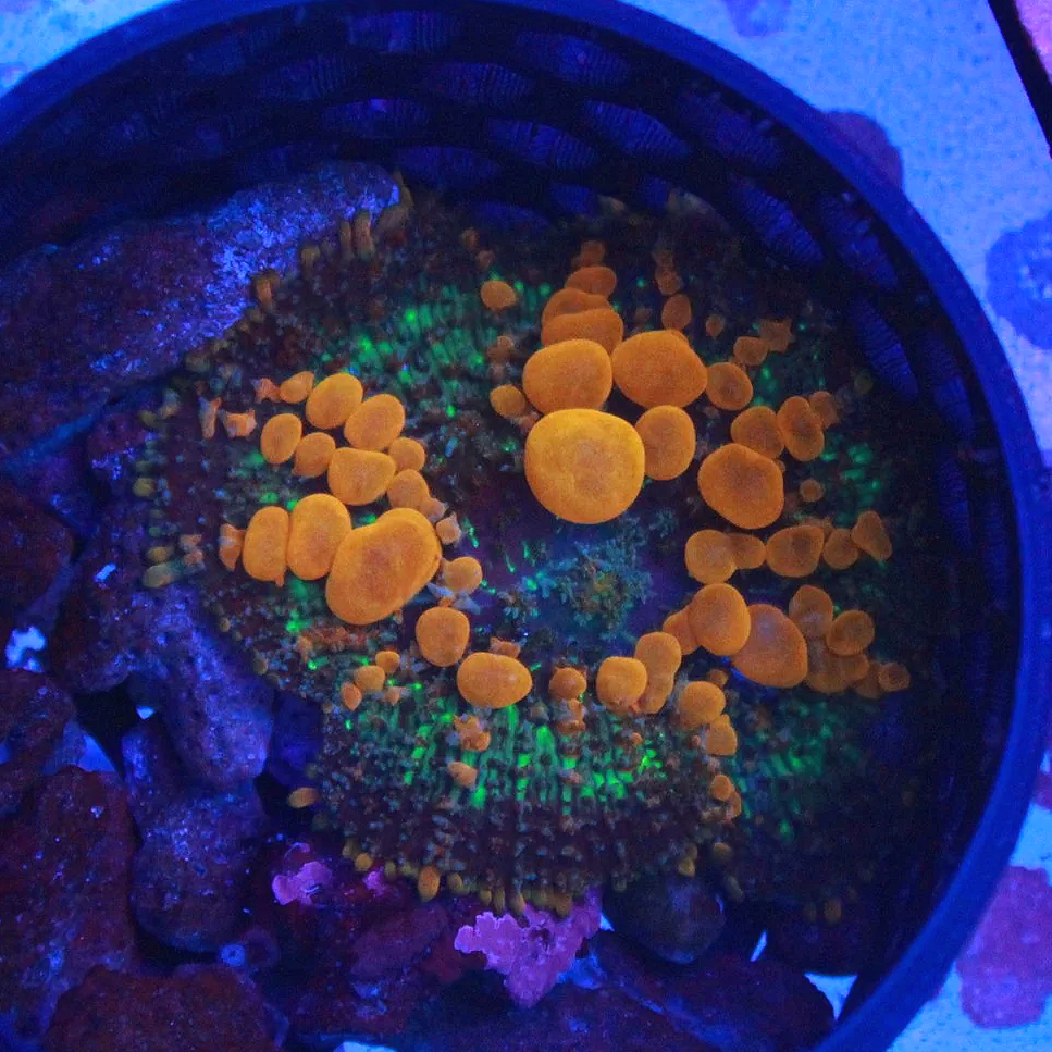 WYSIWYG Sunkist Bounce Mushroom