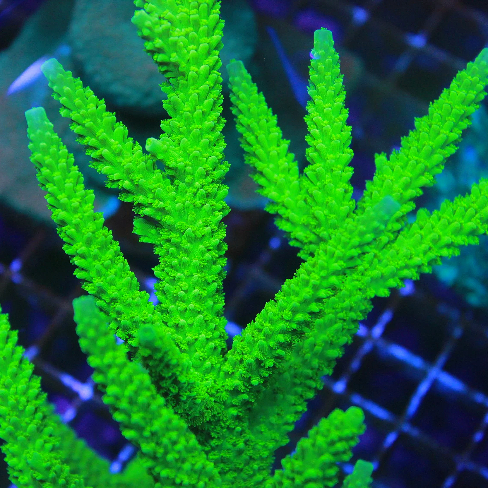 Green Slimer Acropora