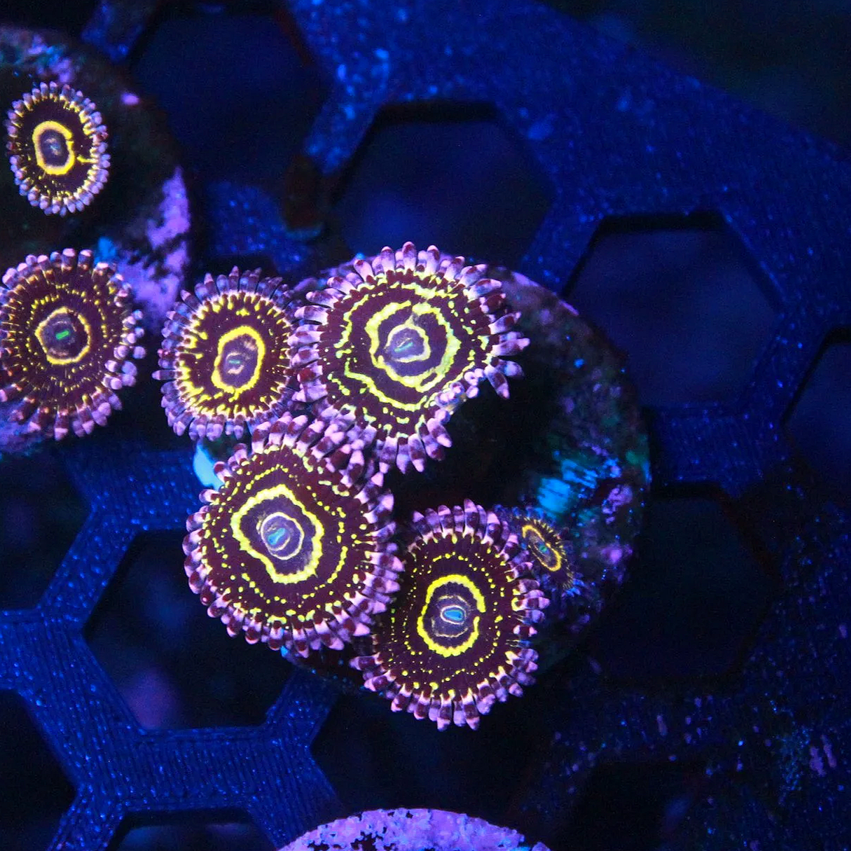 WYSIWYG Stratosphere Zoanthid CHUNK - 4 polyps + a baby