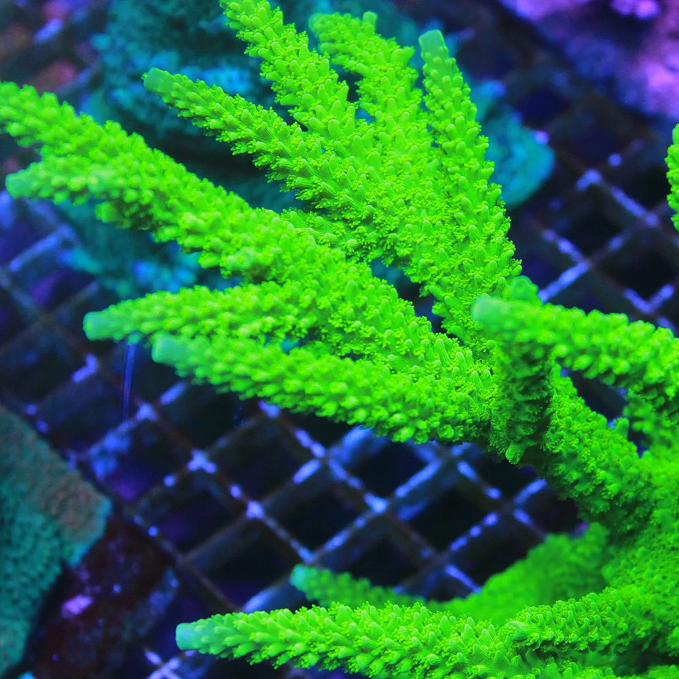 Green Slimer Acropora - Image 1