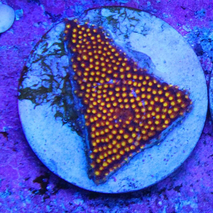 WYSIWYG ECC Twisted Metal Stylocoeniella
