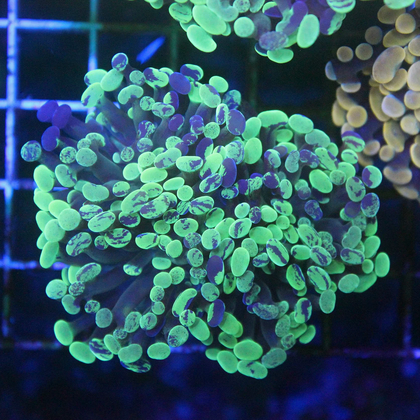 WYSIWYG Toxic Splash Neon Hammer - 2 Head