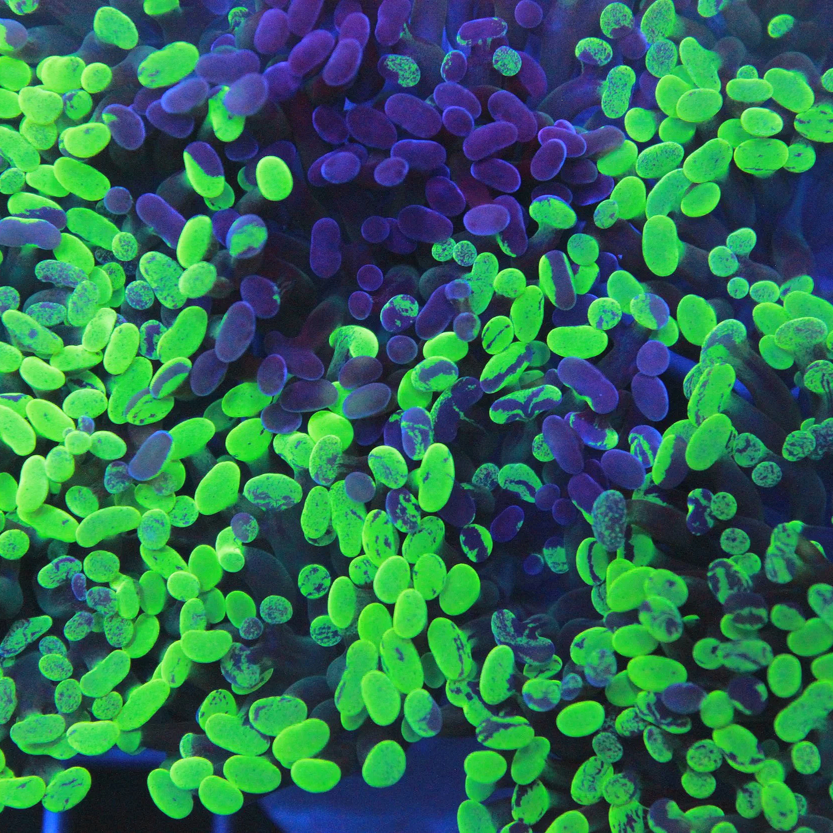 Toxic Splash Neon Hammer- 2 heads branching - Image 1