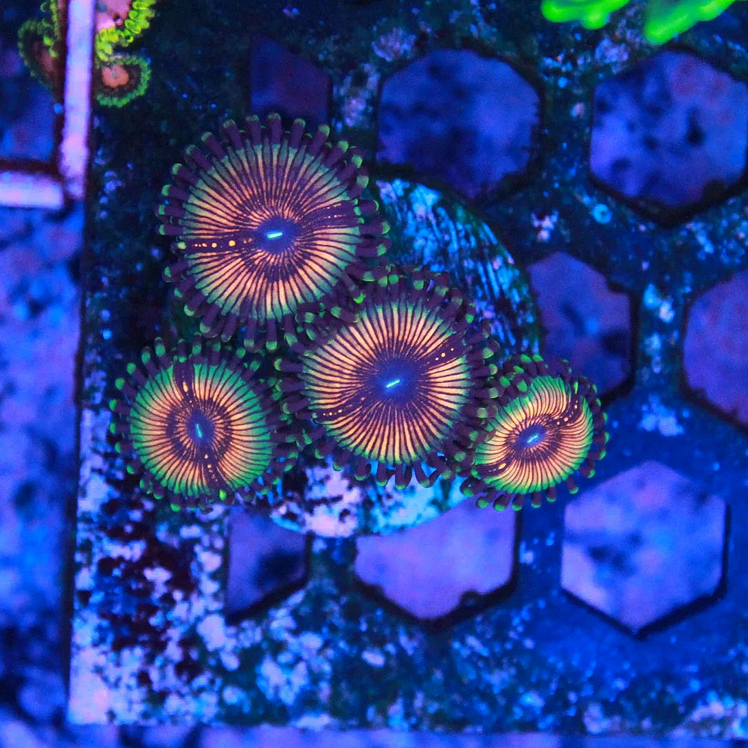 WYSIWYG Sonic Flare Zoa - 4 Polyps