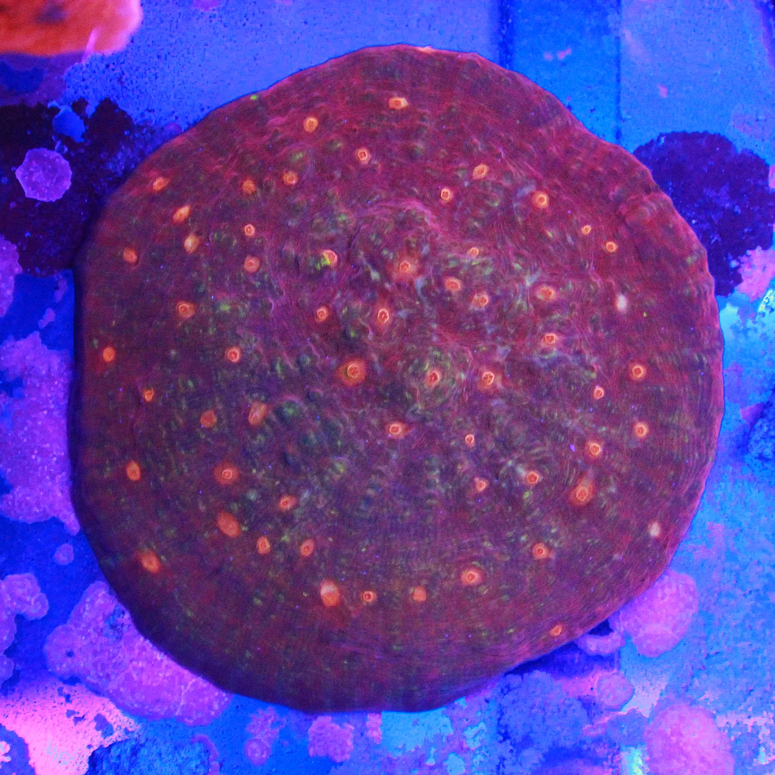 WYSIWYG Ruby Rainbow Chalice ~3.5-4" Colony