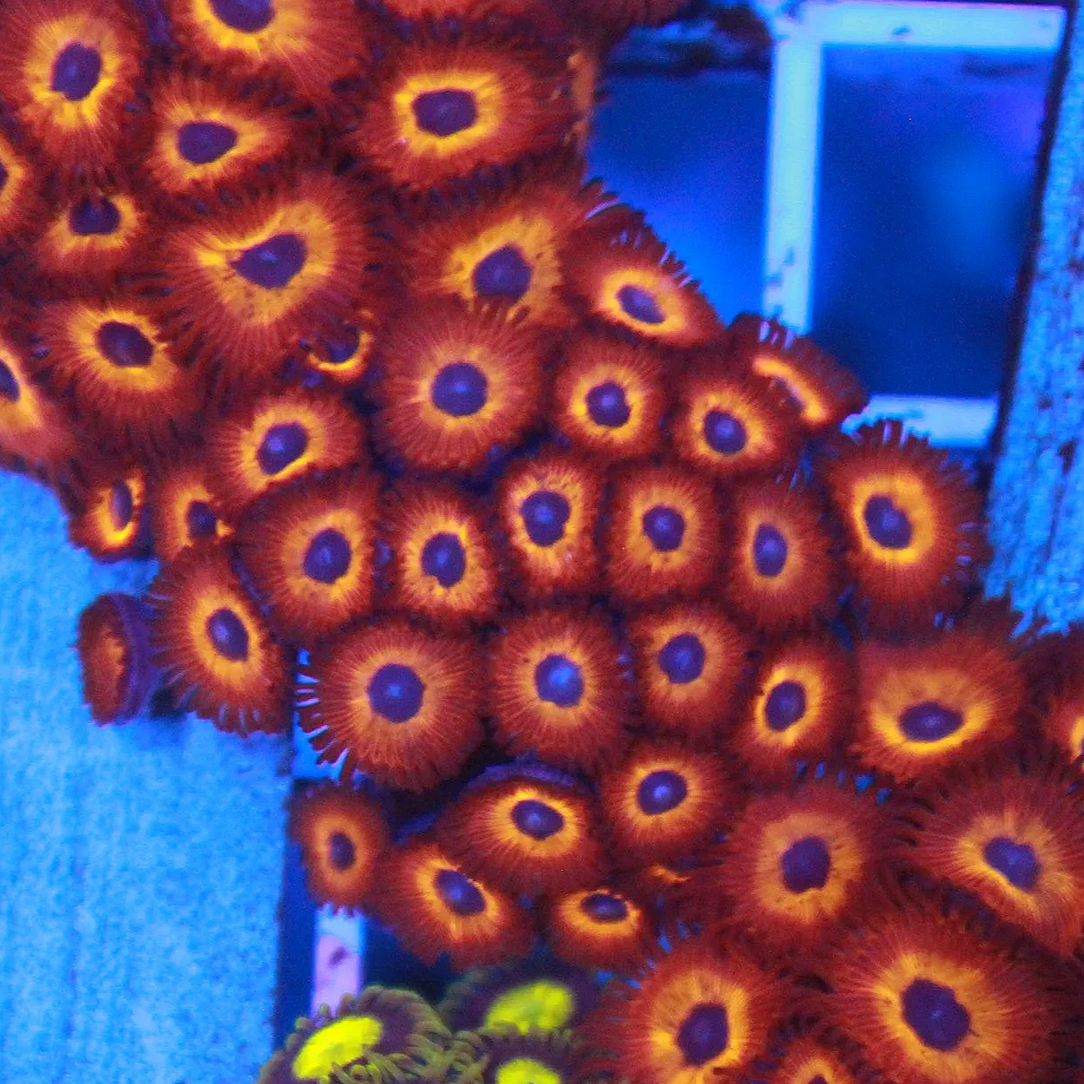 Kedd's Reds Zoa 5+ Polyps