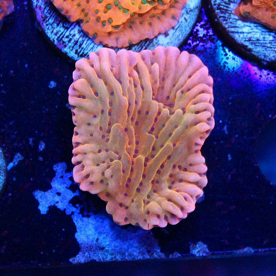 WYSIWYG Flaming Phoenix Monti Frag
