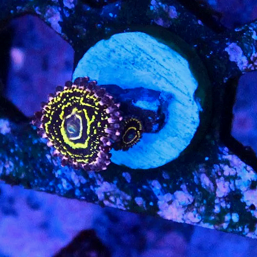 WYSIWYG Stratosphere Zoanthid - 1 polyp with a baby - Image 1