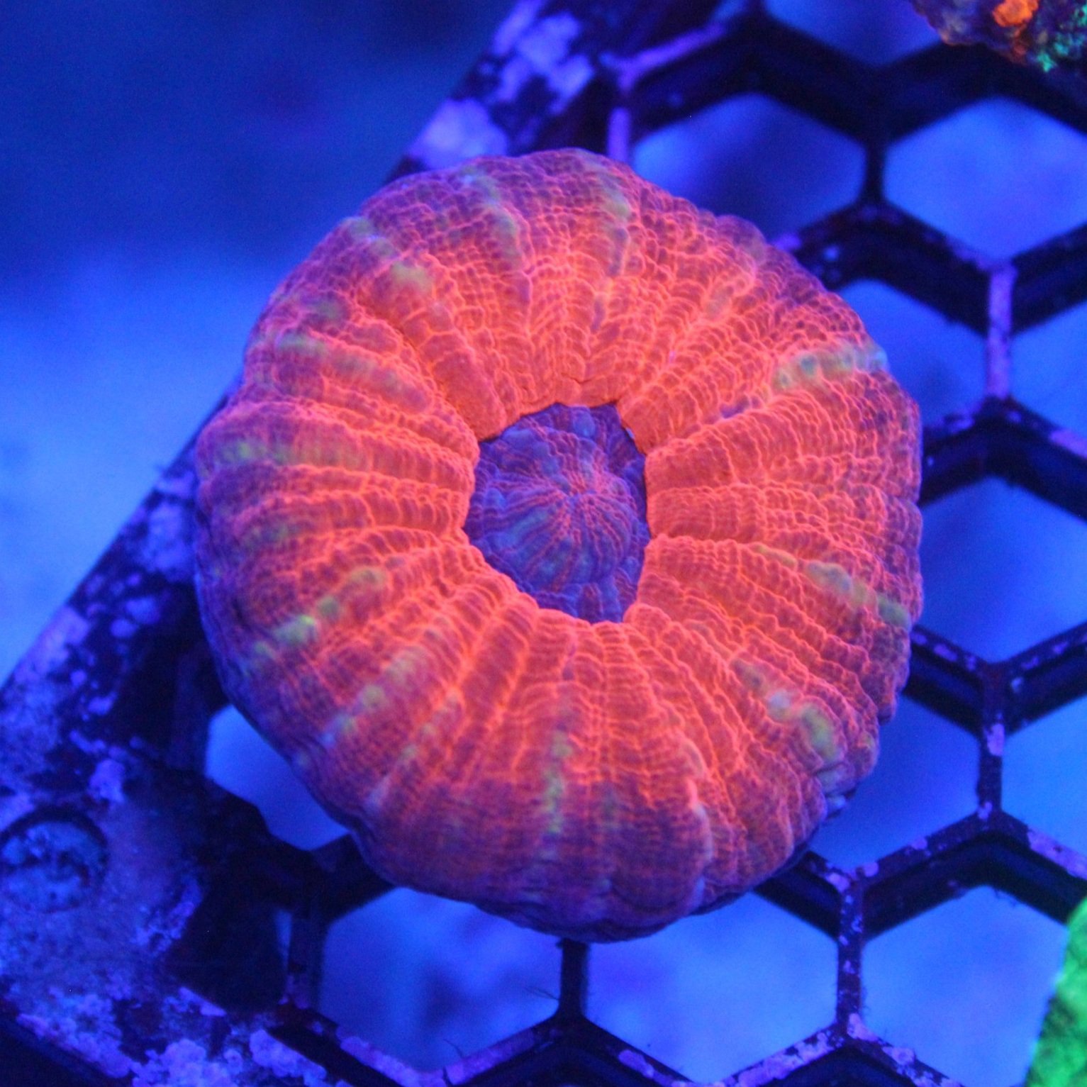WYSIWYG Pink Scolymia