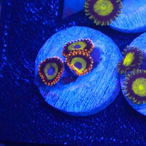WYSIWYG Fruit Loops Zoa Frag - 3 Polyps