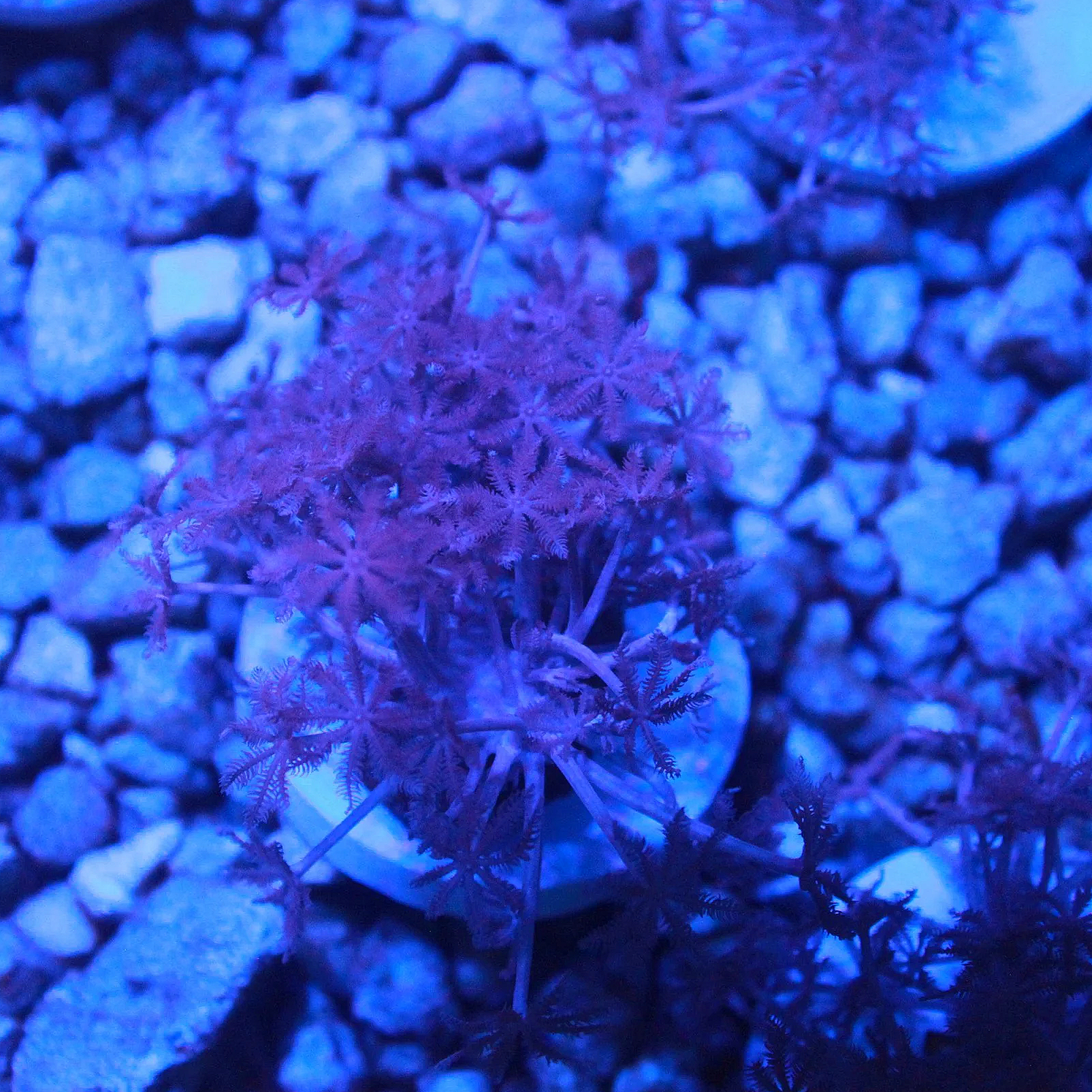 WYSIWYG Pulsing Xenia Frag