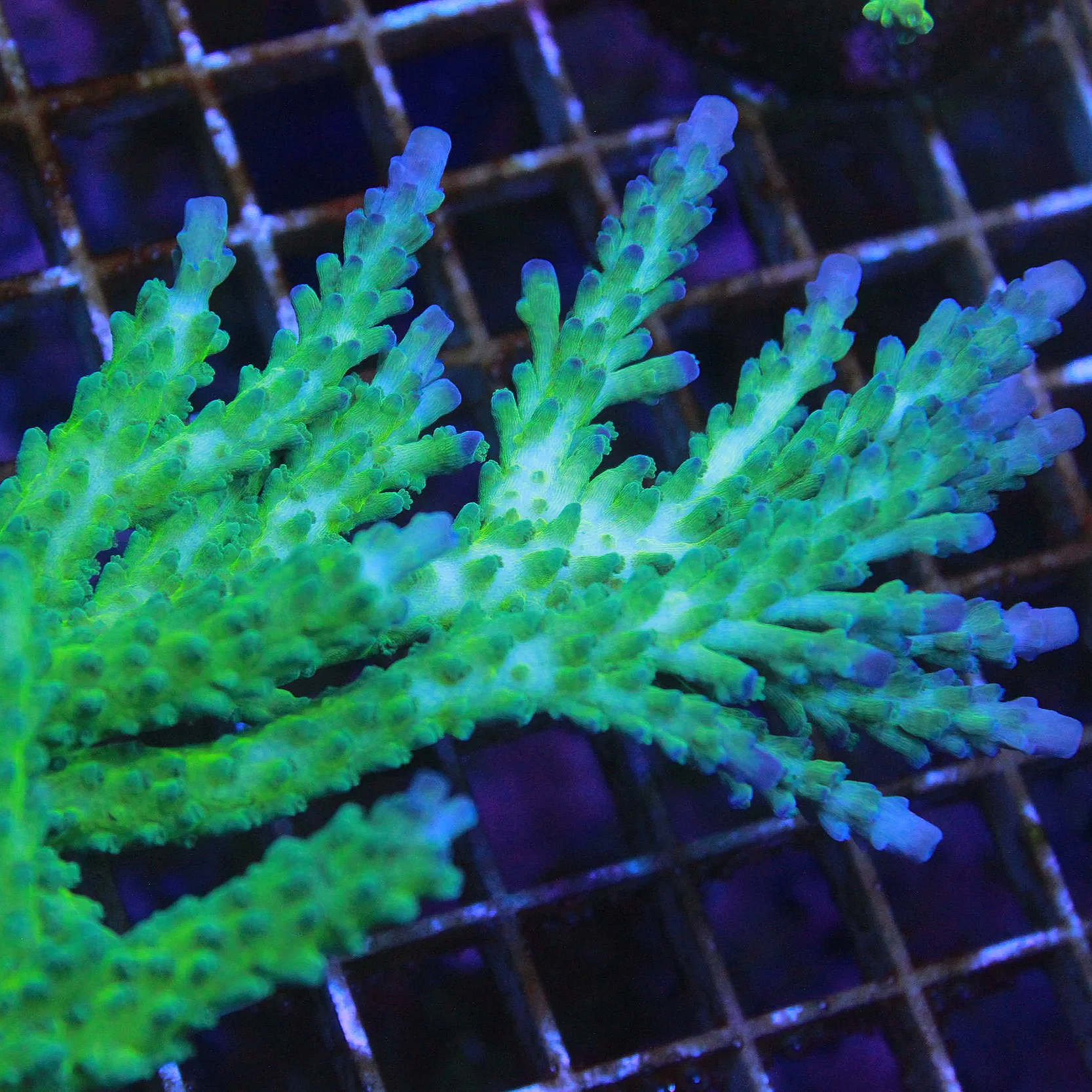 UC The Incredible Hulk Tort Acropora