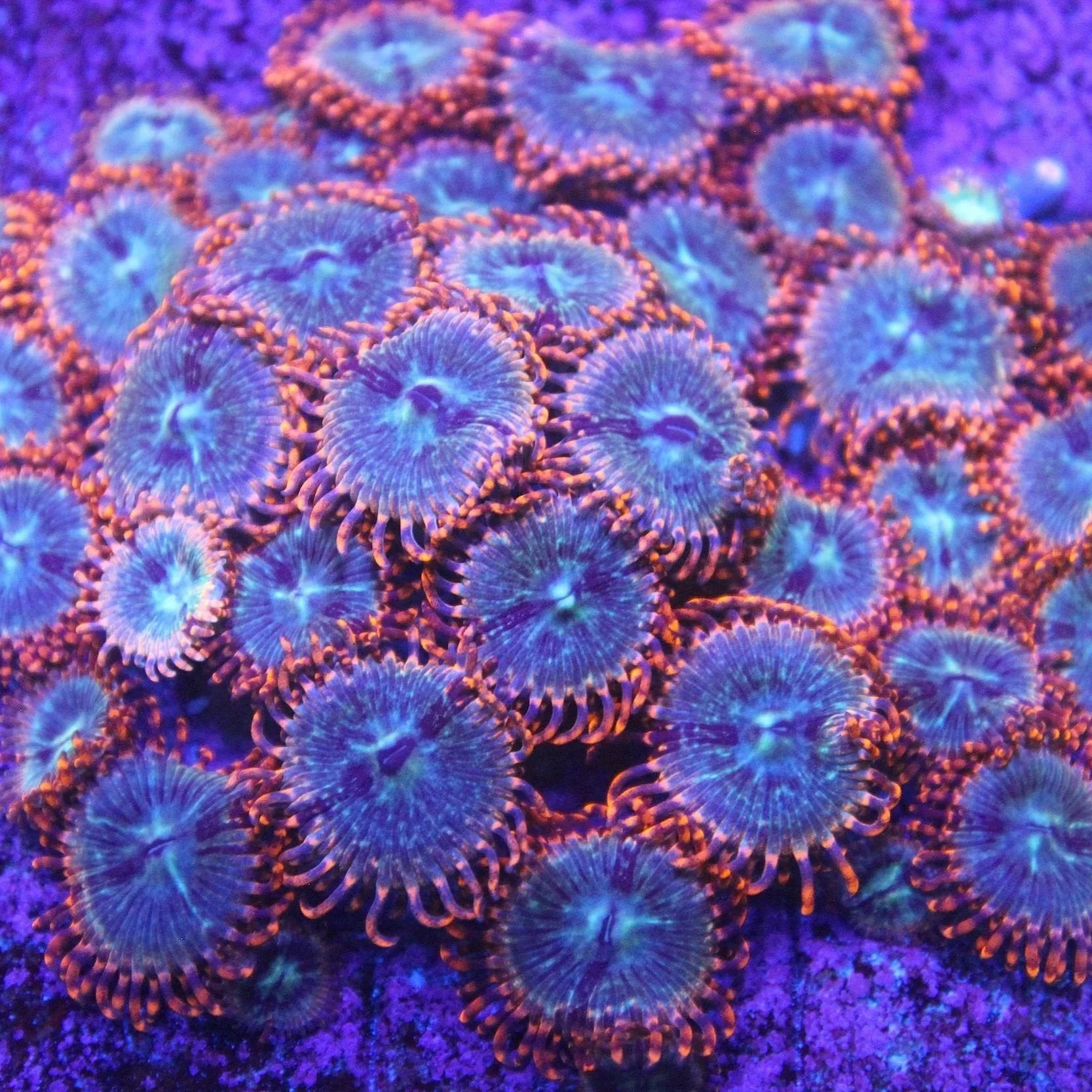 Volcanic War Zoa 2-3 Polyps - Image 1